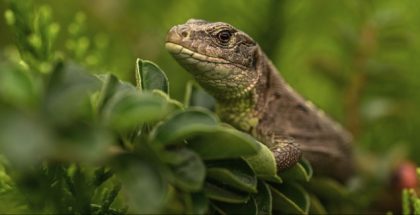 Reptiles and Amphibians